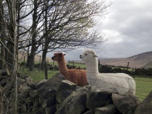 llamas